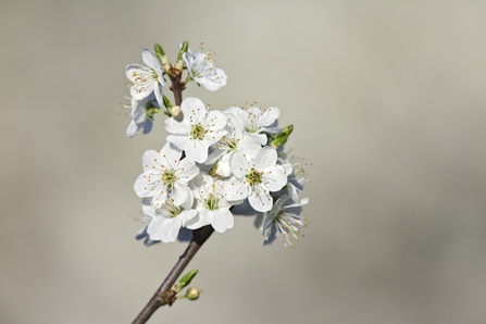Blackthorn
