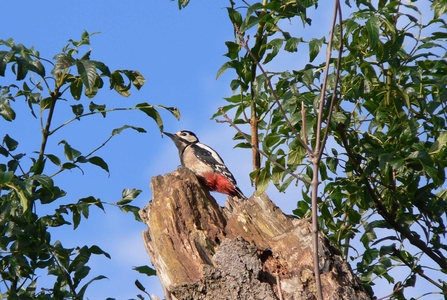 Woodpecker at The Avenue Washlands, Stewart Abbott