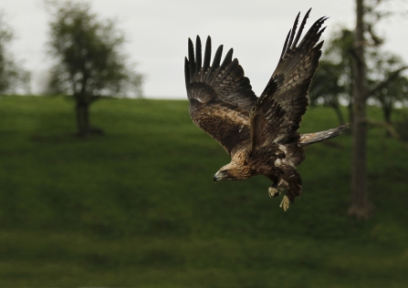 Golden eagle, Jon Hawkins, Surrey Hills Photography 