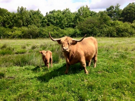 Grazing, DerwentWISE projects, Dave Savage 