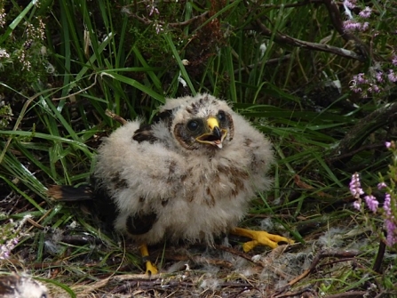 Hen harrier chick, Tim Birch 