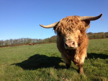 Highland cattle at Woodside Farm, Jon Preston