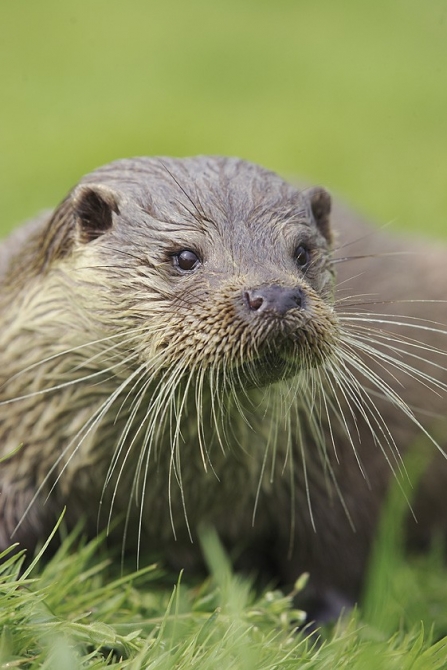 Otter, Mark Hamblin 