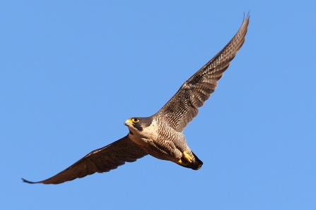 Peregrine, Dave Nay