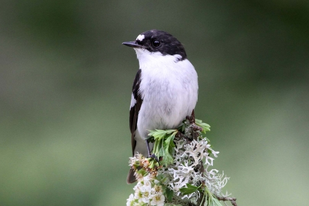 Pied flycatcher, Margaret Holland 