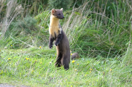 Pine marten, Karl Franz