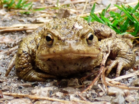 Toad, Ron Turner