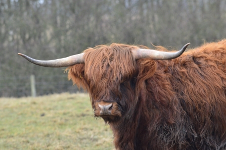 Highland cattle at Woodside Farm, Gavin Henderson