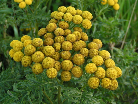 Tansy