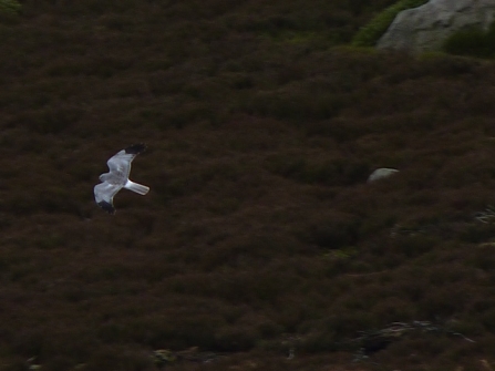 Hen harrier, Tim Birch 