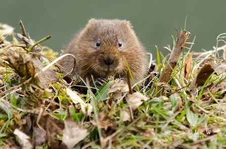 Water vole, Cromford Canal, Ian Wilson