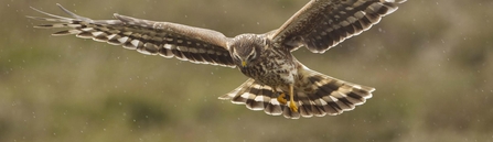 Hen Harrier, Mark Hamblin, 2020 Vision 