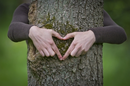 Tree heart, Matthew Roberts 