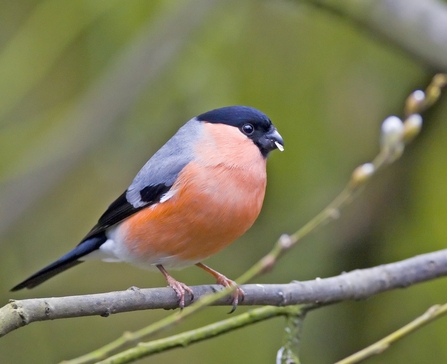 Bullfinch, Damian Waters