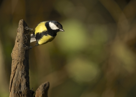 Great tit, Lynn Martin