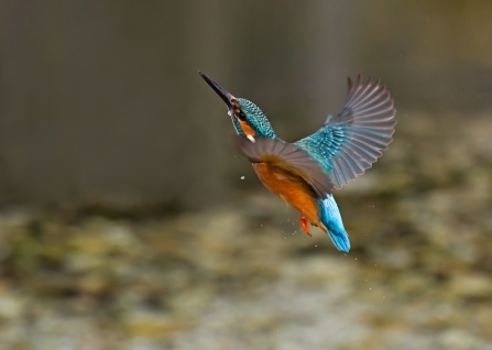 Kingfisher, Malcolm Brown