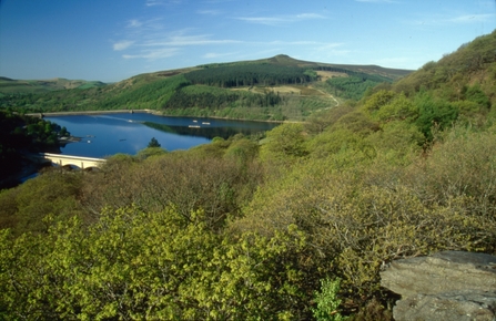 Ladybower Wood, Mark Hamblin