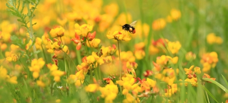 Red tailed bumblebee, Jon Hawkins, Surrey Hills Photography 
