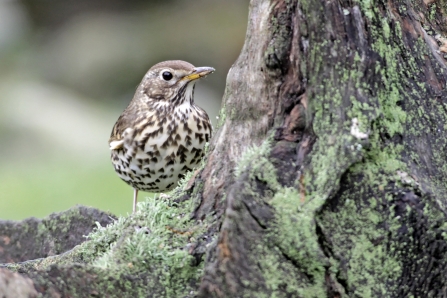 Song thrush by Margaret Holland