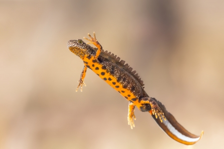 Great crested newt, The Wildlife Trusts 