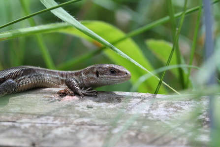 Common lizard, Philip Precey 