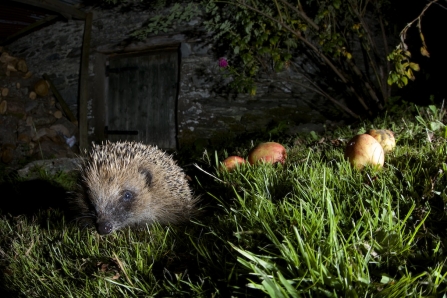 Hedgehog, Richard Bowler