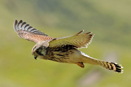 Kestrel, Steve Waterhouse 