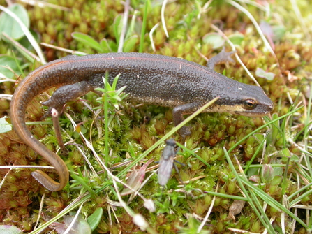 Palmate newt, Philip Precey