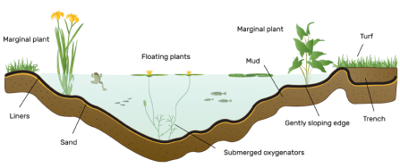 Wildlife pond diagram