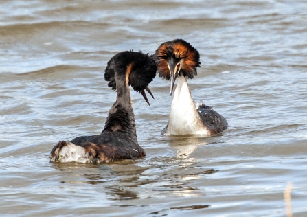 Great crested grebe, Hilton Pete via Flickr