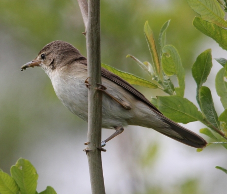 reed warbler by Matt Blackshaw