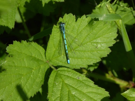 dragonfly by Jim Steele