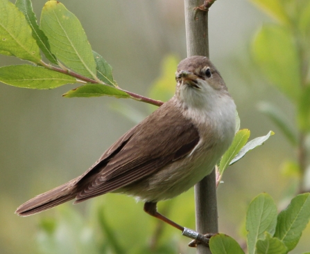 reed warbler by Matt Blackshaw