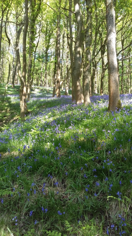 Bluebells at Ladybower, Sam Willis 