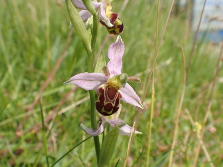 Bee orchid by Jill Hannah