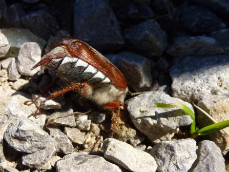 Cockchafer beetle by Katie Gallagher