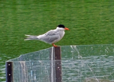 Common tern sighting by Julia Riddick