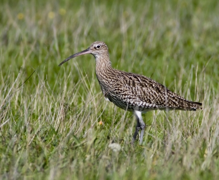 Curlew, Damien Waters