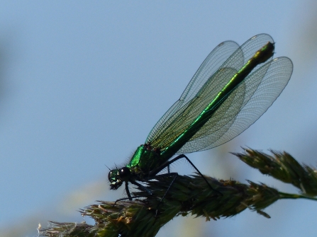 Demoiselle agrion Fiona Cox