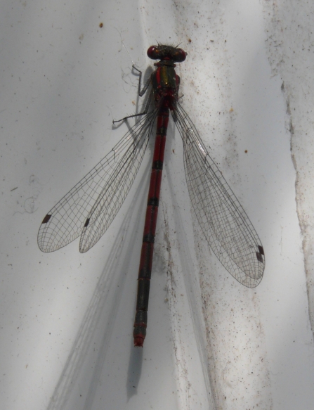 Large red damselfly by Mr P.S. Williams
