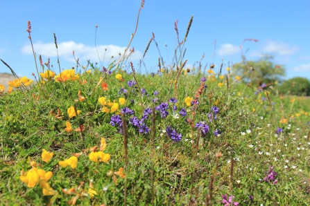 Gang mine meadows