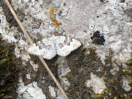 Silver ground carpet moth by Nigel R