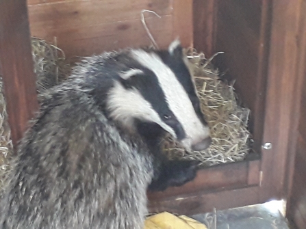 Badger 