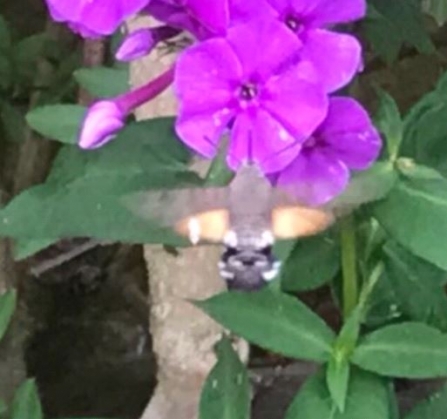 Hummingbird hawkmoth  by Aidin Jephson