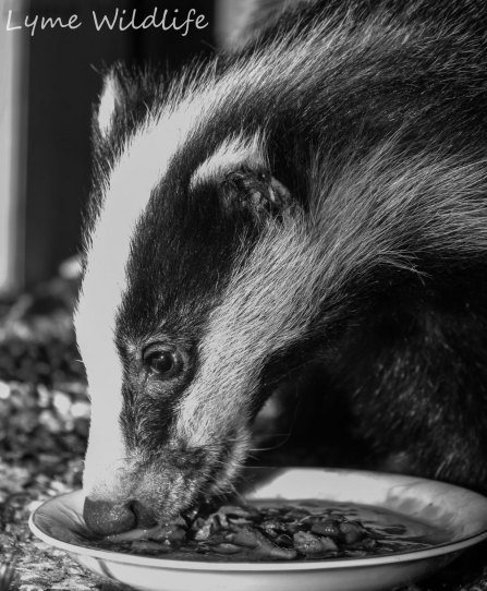 Badger by Jason Skeen