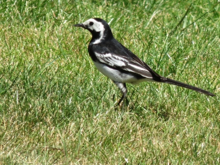 Pied wagtail, P Hollow