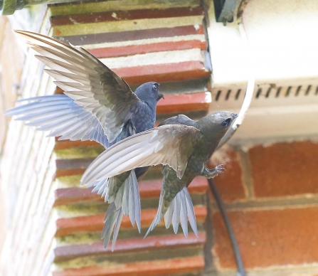 Swifts by David Naylor