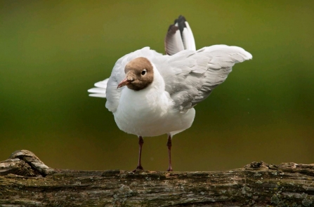 Black-headed gulls by Neil Aldridge