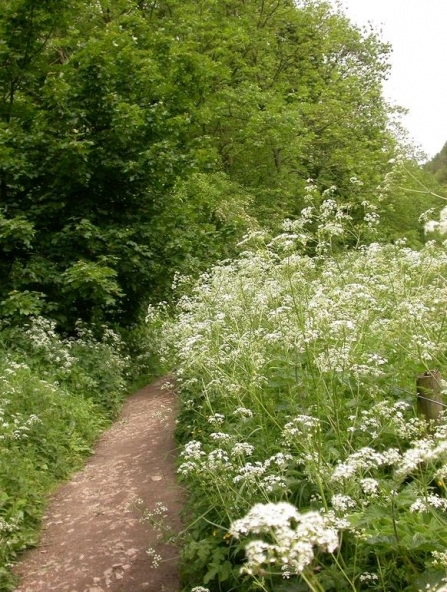 Cow parsley - umbellifer - by Philip Precey