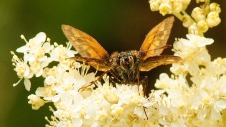 Emerging skipper by Graham Wilson